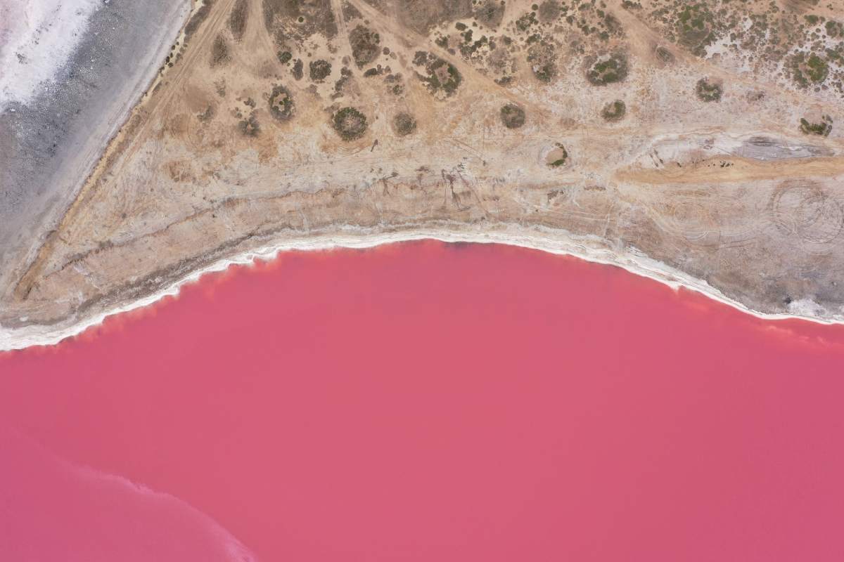 Why is the Lake in Australia Pink? Can You Swim in It?