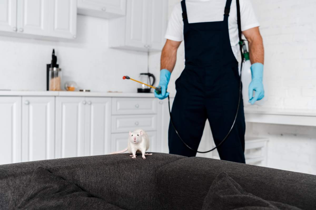 selective focus of white rat on grey sofa near pest control service man standing and holding equipment