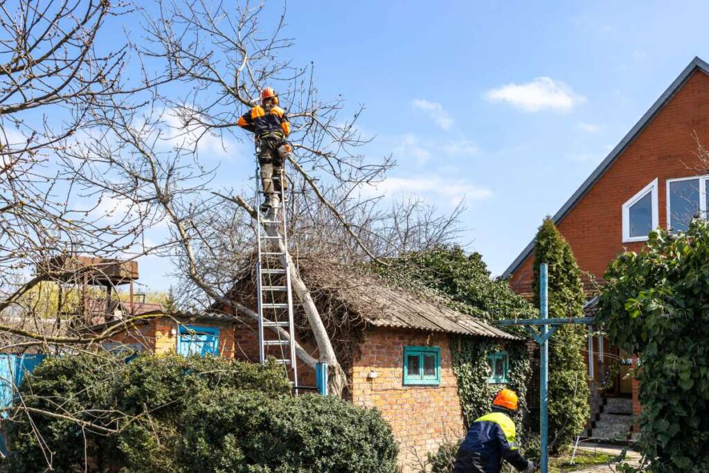 arborists dismantling old walnut tree in country yard on sunny spring day