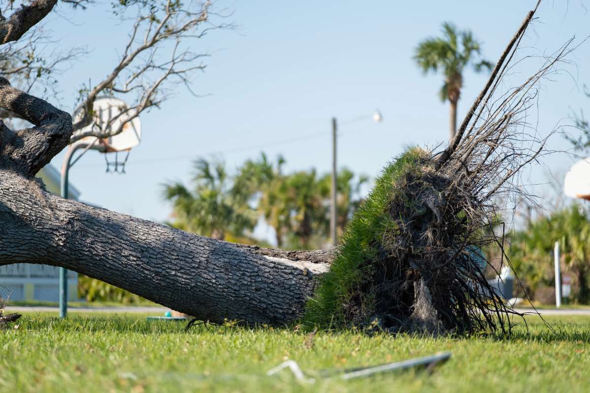 Uprooted tree after hurricane on Florida home front yard. Aftermath of natural disaster concept.